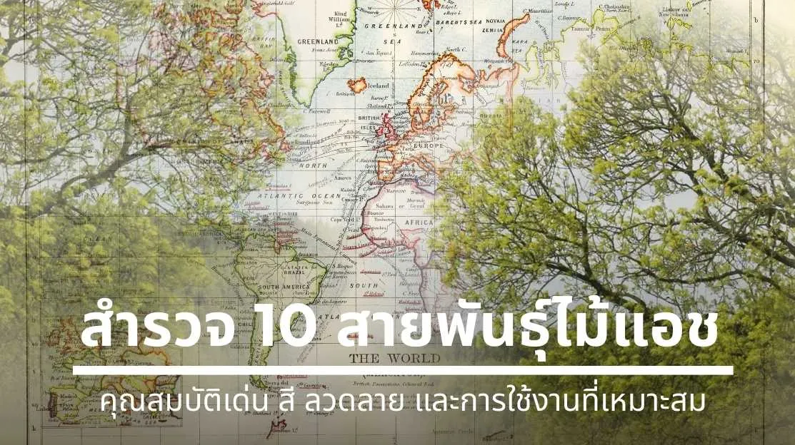 สำรวจ 10 สายพันธุ์ไม้แอช พร้อมคุณสมบัติ สี ลายไม้ และการใช้งาน