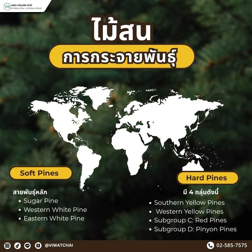 ไม้สนกระจายพันธุ์อย่างกว้างขวางในเขตอบอุ่นและเขตหนาวของโลก ตั้งแต่ทวีปอเมริกาเหนือ ยุโรป รัสเซีย จนถึงเอเชียตะวันออกและเอเชียกลาง สนบางชนิดสามารถเติบโตในพื้นที่สูง ดินแห้ง หรือลมแรงได้ดี ทำให้กระจายตัวได้หลากหลายตามสภาพภูมิอากาศ ชนิดที่นิยมเชิงอุตสาหกรรม เช่น Radiata Pine และ Caribbean Pine ถูกปลูกมากในซีกโลกใต้ เช่น ชิลี นิวซีแลนด์ และออสเตรเลีย เพื่อใช้เป็นไม้เศรษฐกิจเชิงปลูกป่า