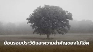 ประวัติความเป็นมาของไม้โอ๊ค ไม้เนื้อแข็งที่มีบทบาทในวิถีชีวิตและวัฒนธรรมยุโรป