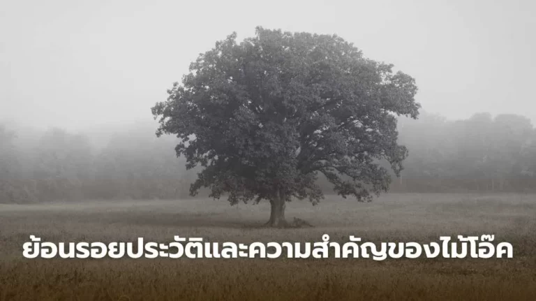 ประวัติความเป็นมาของไม้โอ๊ค ไม้เนื้อแข็งที่มีบทบาทในวิถีชีวิตและวัฒนธรรมยุโรป