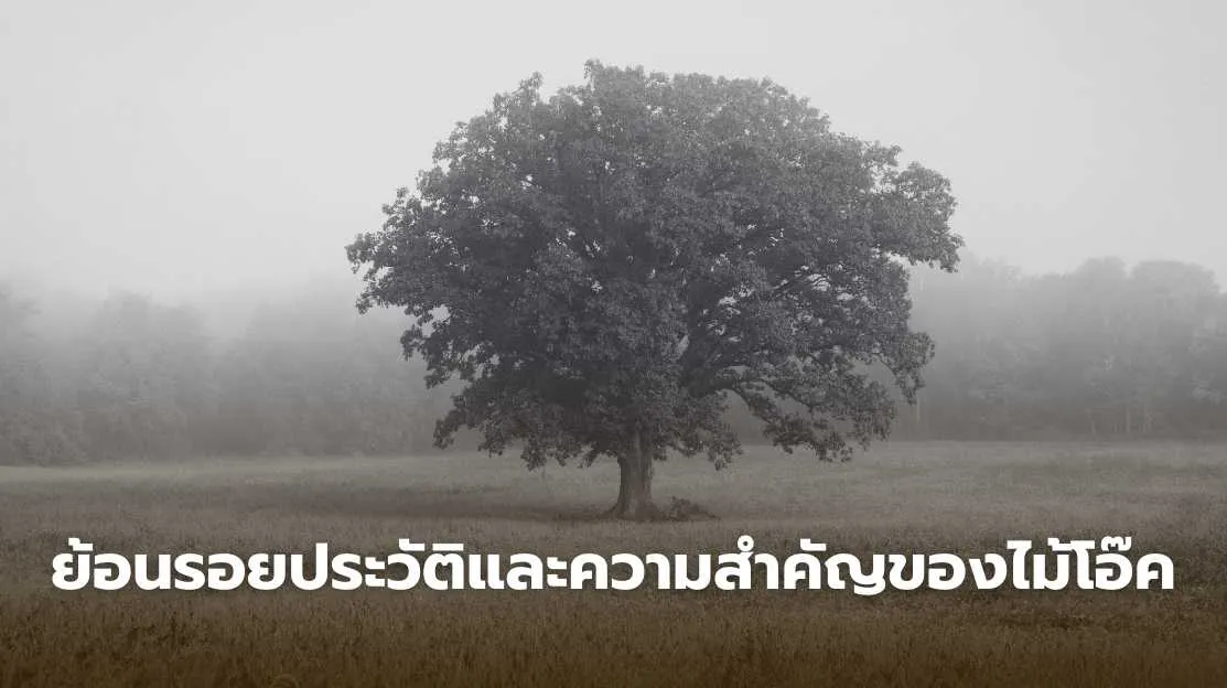 ประวัติความเป็นมาของไม้โอ๊ค ไม้เนื้อแข็งที่มีบทบาทในวิถีชีวิตและวัฒนธรรมยุโรป