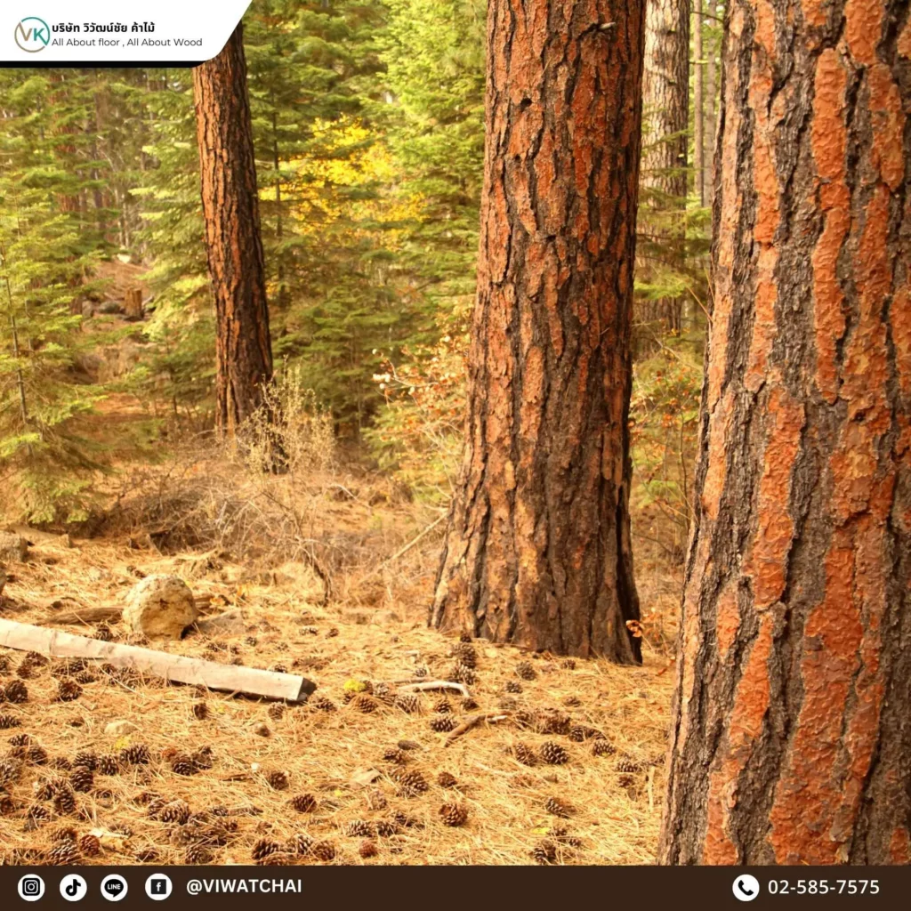 วิธีเลือกซื้อไม้สนคุณภาพ สำหรับงานไม้และตกแต่งบ้าน