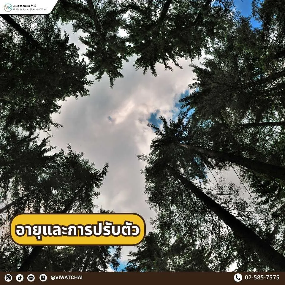 ภาพแสดงอายุและความสามารถในการปรับตัวของไม้สน ซึ่งเติบโตได้ในหลายสภาพอากาศและมีอายุยืนหลายสิบถึงหลายร้อยปี