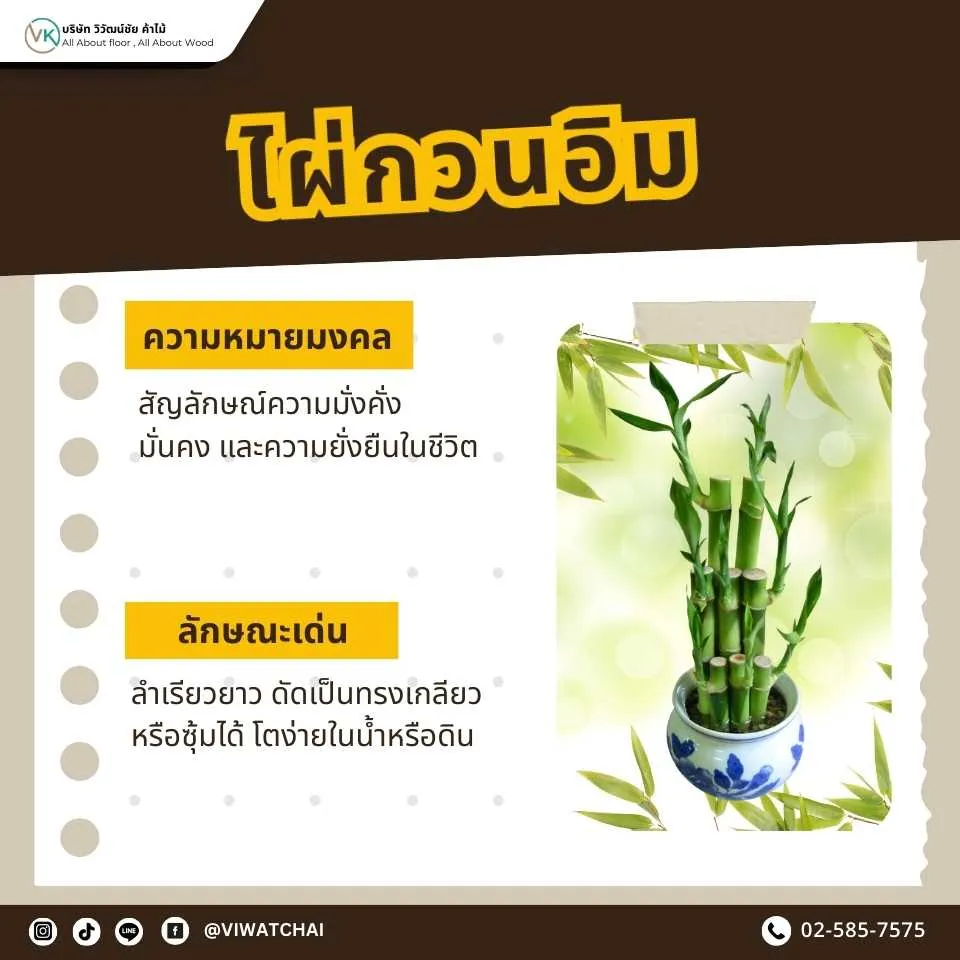 ไผ่กวนอิม ต้นไม้มงคลเสริมโชคลาภ การเงิน และความมั่งคั่ง