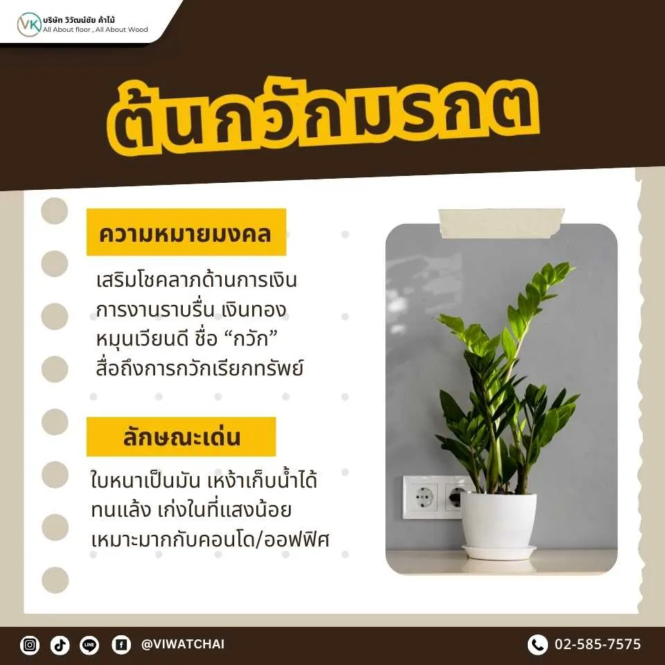 ต้นกวักมรกต ต้นไม้มงคลยอดนิยม เสริมโชคลาภและการเงินในบ้าน