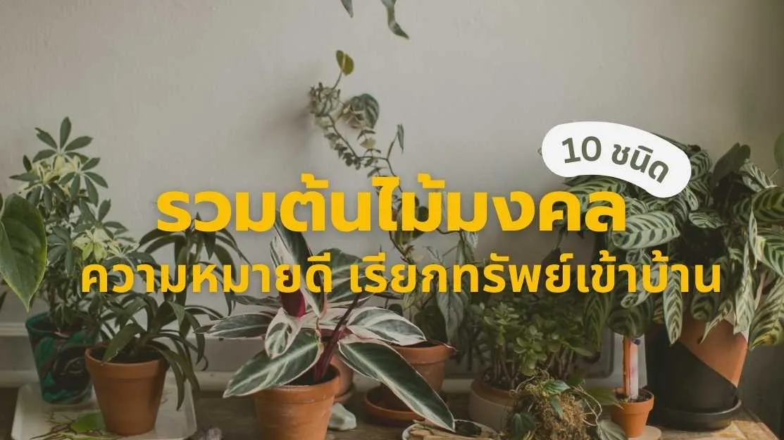 รวมต้นไม้มงคลน่าปลูกในบ้าน ความหมายดี ดูแลง่าย เสริมโชคลาภและเรียกทรัพย์