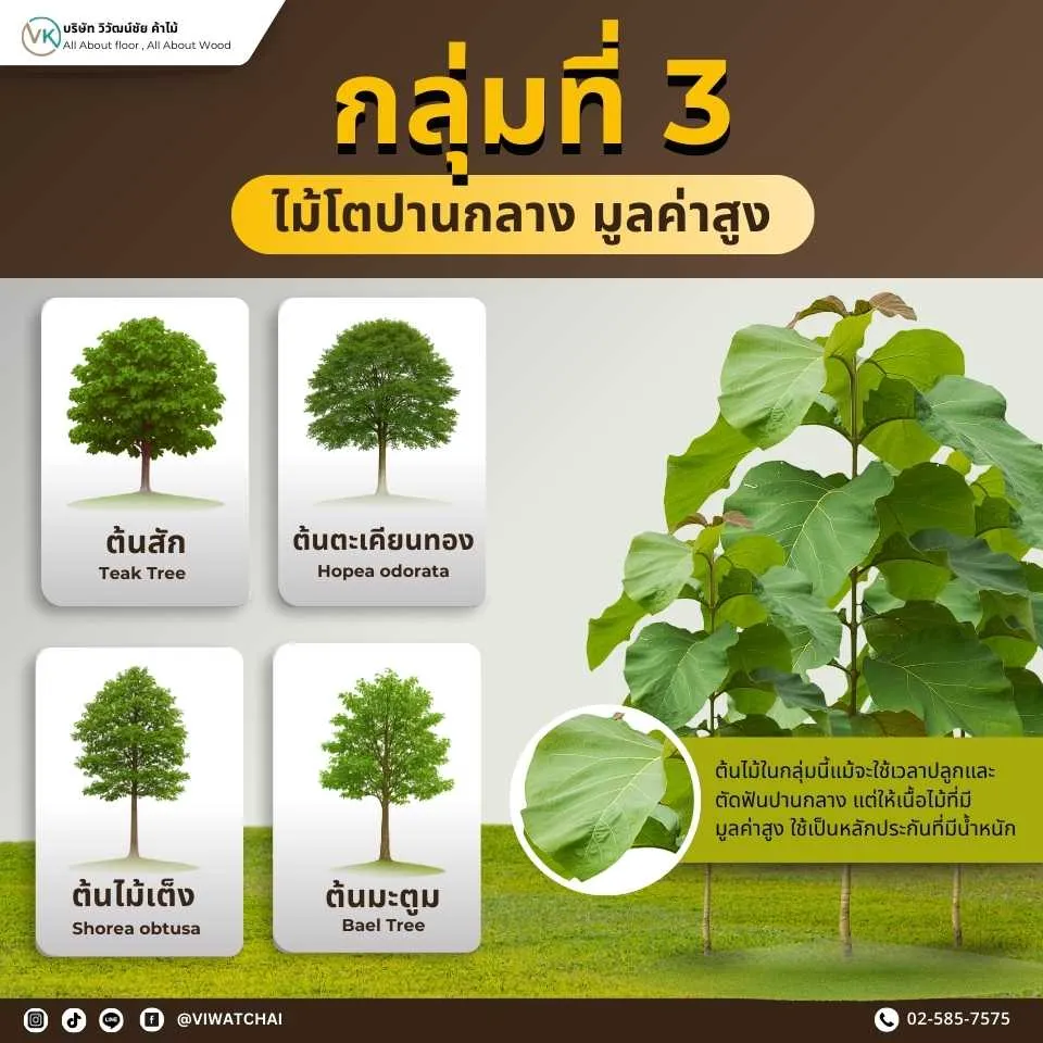 ต้นไม้ ไม้โตปานกลาง มูลค่าสูง ให้เนื้อไม้คุณภาพดี แข็งแรง และสวยงาม