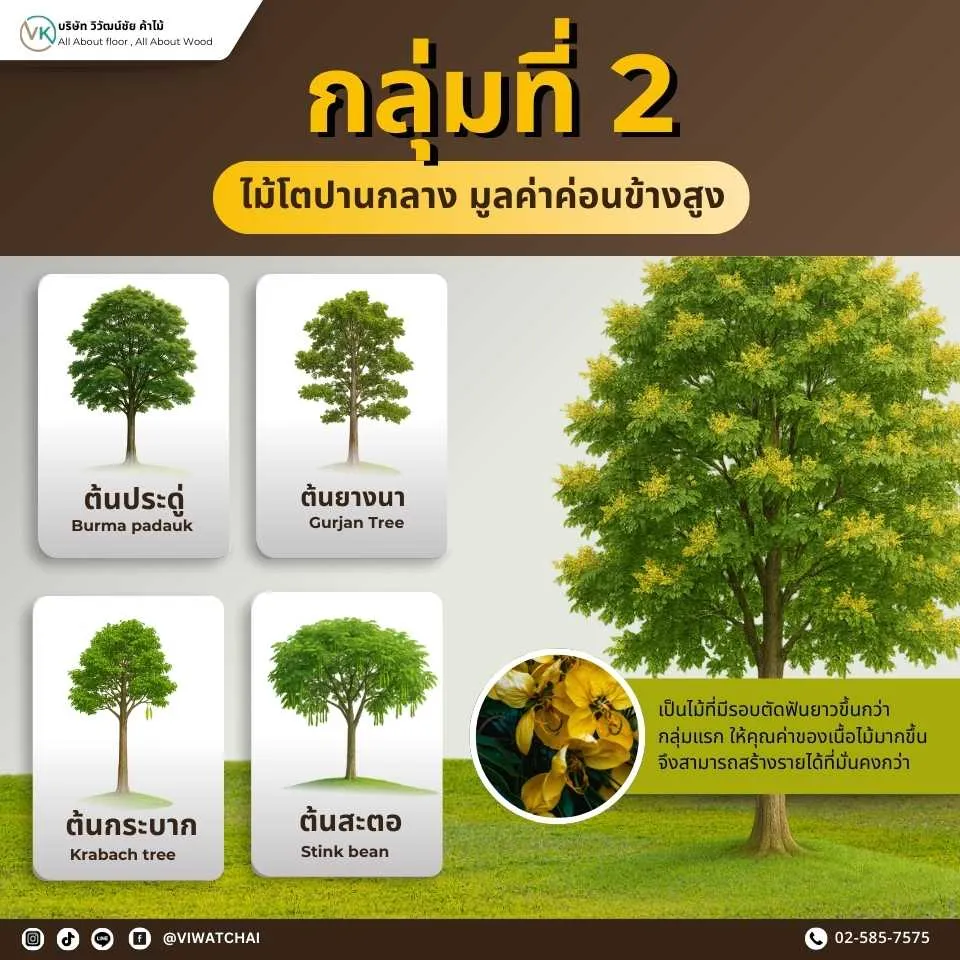 ต้นไม้ ไม้โตปานกลาง มูลค่าค่อนข้างสูง เหมาะสำหรับงานก่อสร้างและเฟอร์นิเจอร์คุณภาพ