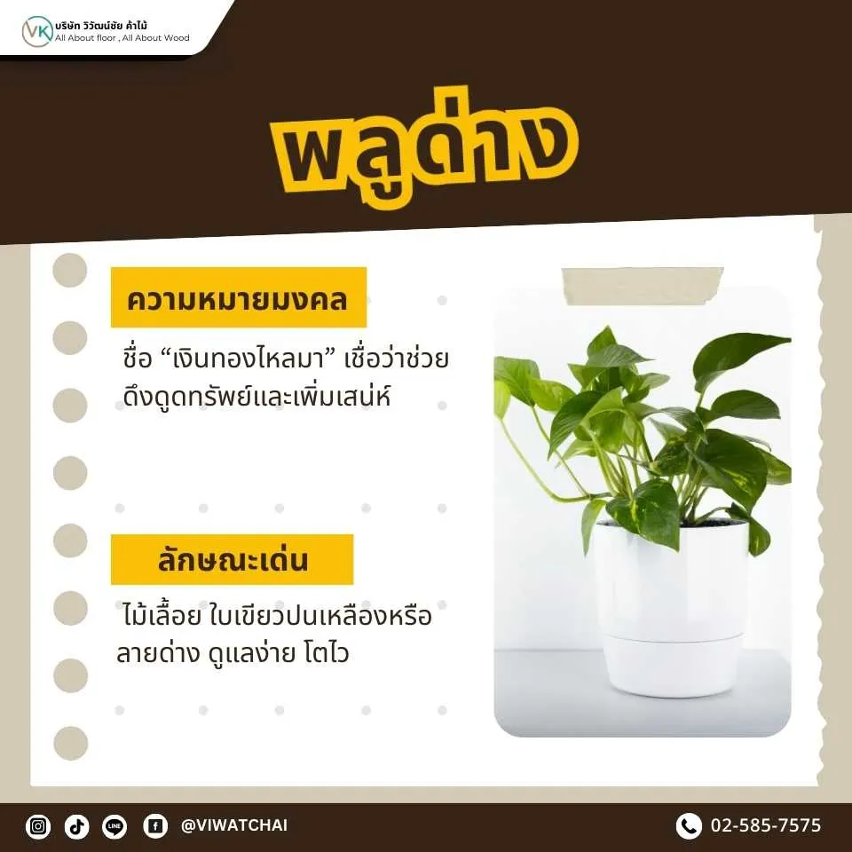 พลูด่าง ต้นไม้มงคลเสริมโชคลาภ ดูแลง่าย เหมาะสำหรับปลูกในบ้าน