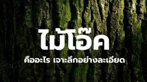ไม้โอ๊ค (Oak Wood) แผ่นไม้เนื้อแข็ง ลายไม้ชัดเจน แข็งแรงทนทาน เหมาะกับงานเฟอร์นิเจอร์และพื้นไม้