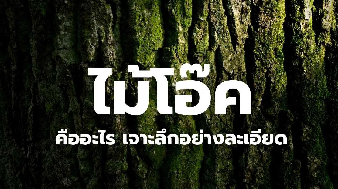 ไม้โอ๊ค (Oak Wood) แผ่นไม้เนื้อแข็ง ลายไม้ชัดเจน แข็งแรงทนทาน เหมาะกับงานเฟอร์นิเจอร์และพื้นไม้