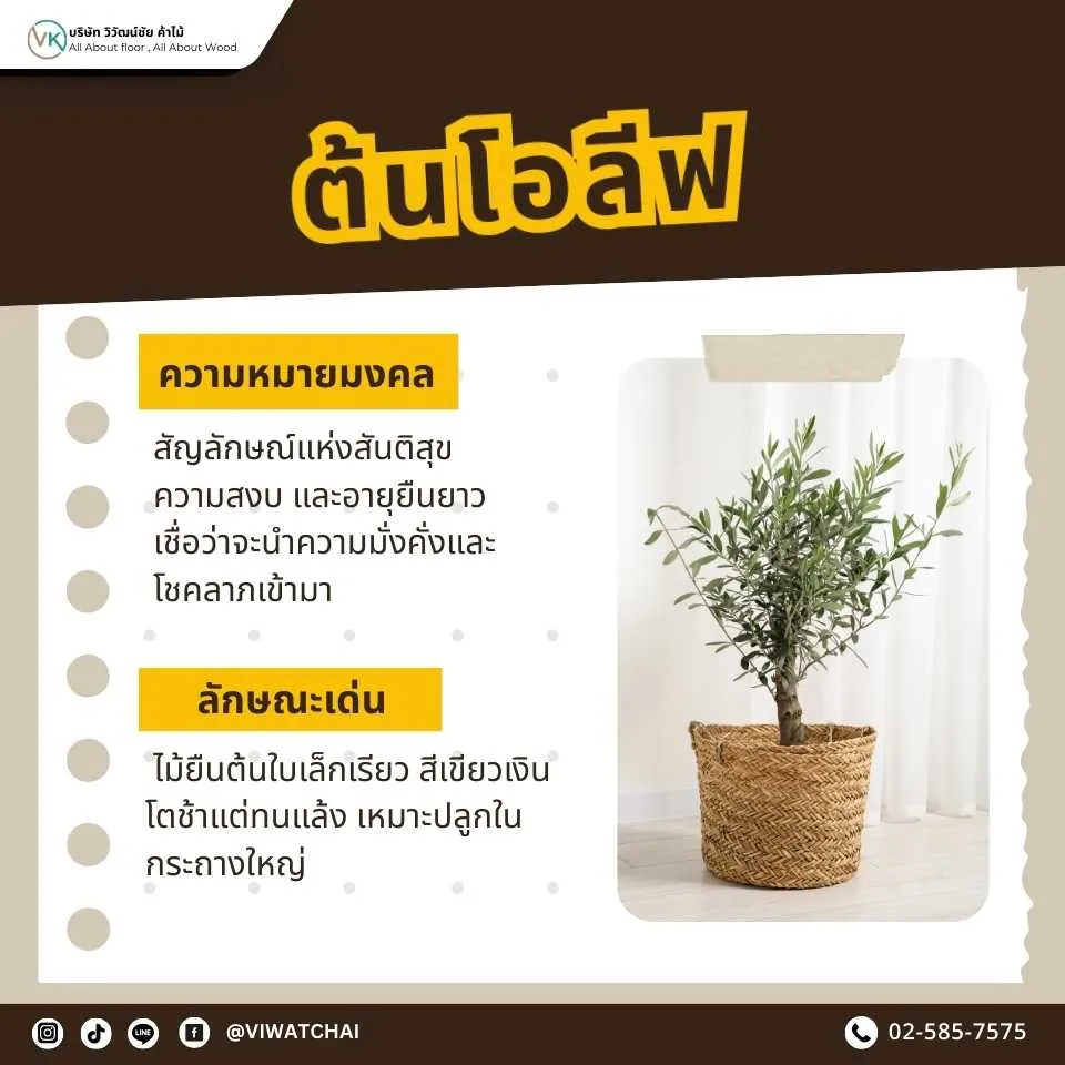 ต้นโอลีฟ ต้นไม้มงคลเสริมความอุดมสมบูรณ์และสันติสุขในบ้าน