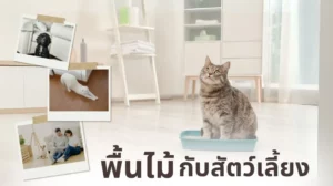 พื้นไม้กับสัตว์เลี้ยง เคล็ดลับการเลือกและการดูแลบ้านให้น่าอยู่
