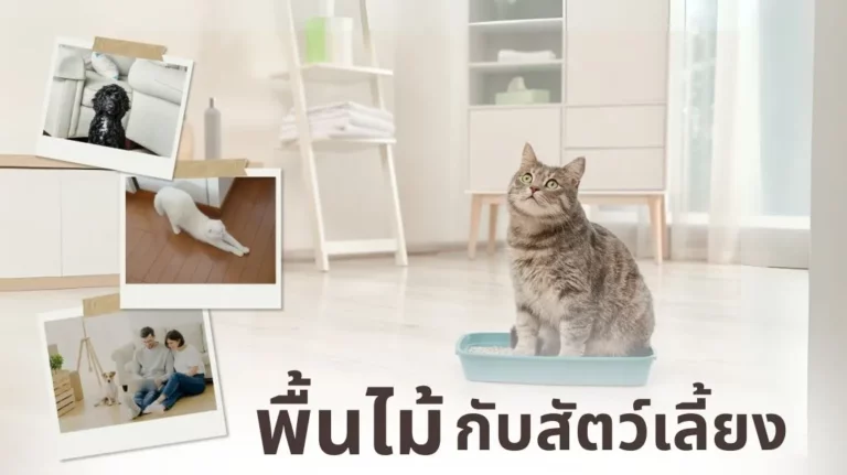 พื้นไม้กับสัตว์เลี้ยง เคล็ดลับการเลือกและการดูแลบ้านให้น่าอยู่