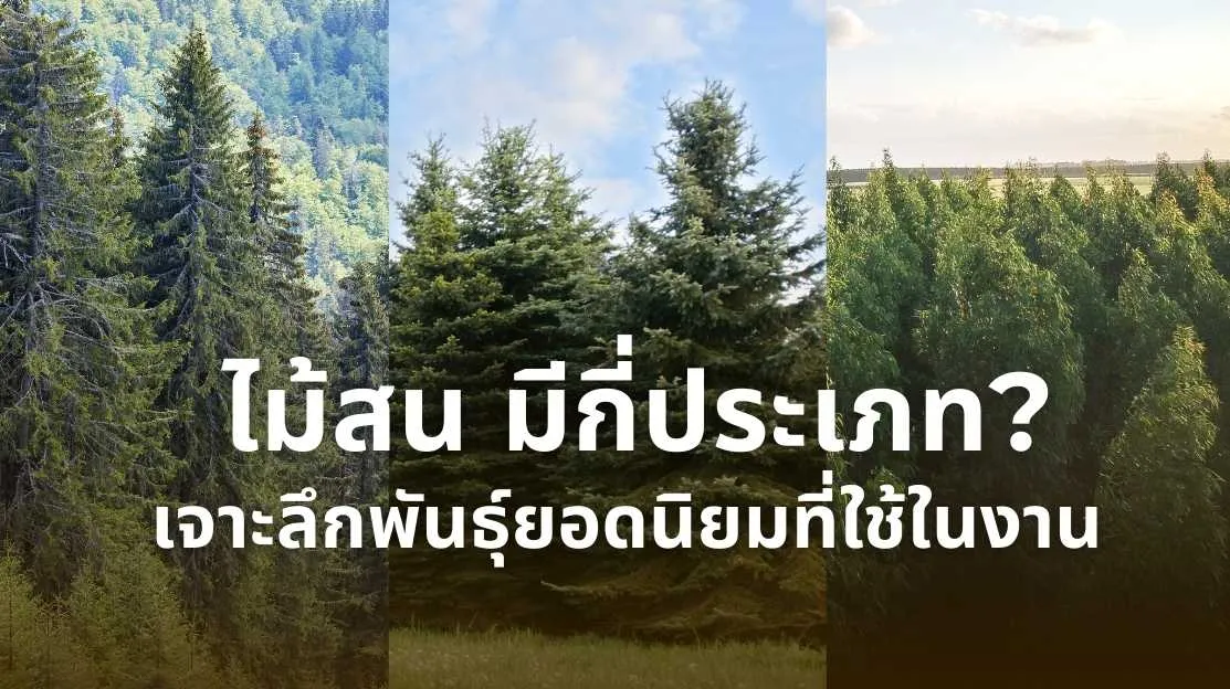 เจาะลึกไม้สน (Pine Wood) คุณสมบัติทางพฤกษศาสตร์และการใช้งานจริง