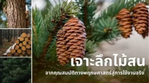 เจาะลึกไม้สน (Pine Wood) คุณสมบัติทางพฤกษศาสตร์และการใช้งานจริง