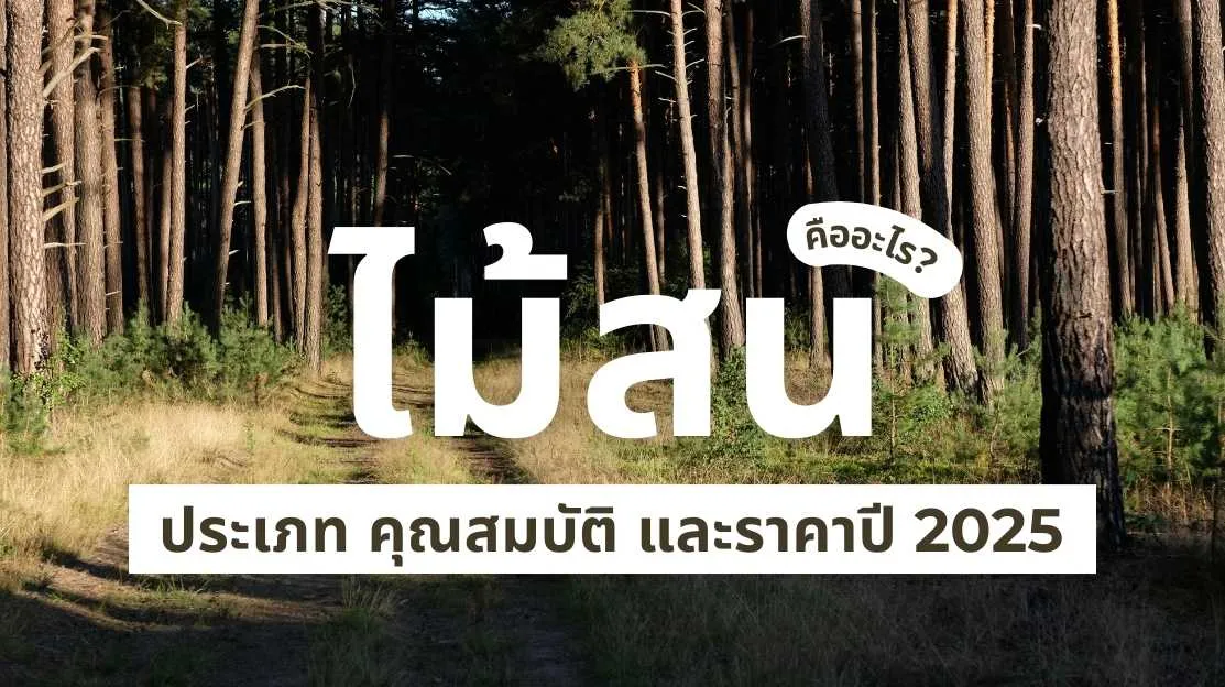 ไม้สน คืออะไร พร้อมเจาะลึกประเภท คุณสมบัติ และราคาปี 2025