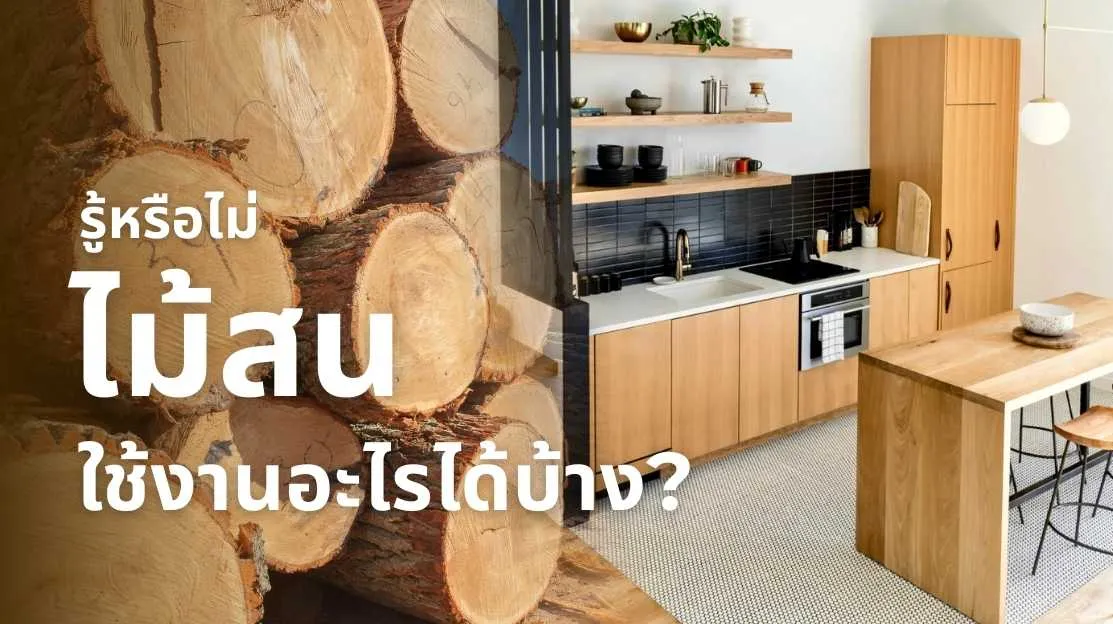 ไม้สน ใช้งานอะไรได้บ้าง ทั้งงานโครงสร้าง เฟอร์นิเจอร์ และงาน DIY