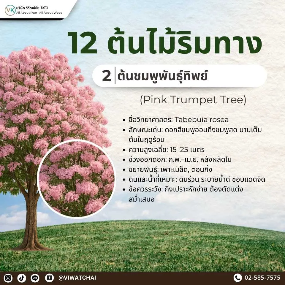 ไม้ประสาน และต้นชมพูพันธุ์ทิพย์ (Pink Trumpet Tree) ดอกสีชมพูสวยงาม