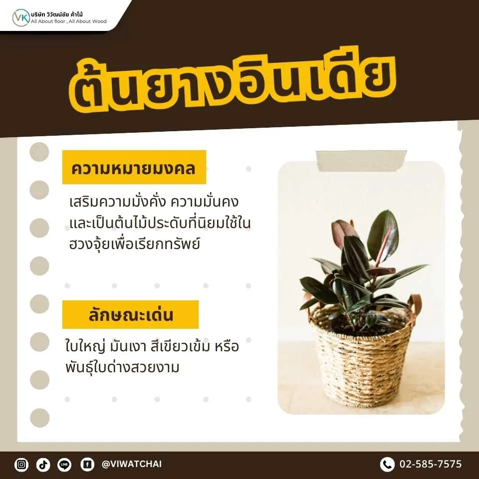 ต้นยางอินเดีย ต้นไม้มงคลเสริมบารมี ดูแลง่าย เหมาะกับการปลูกในบ้าน