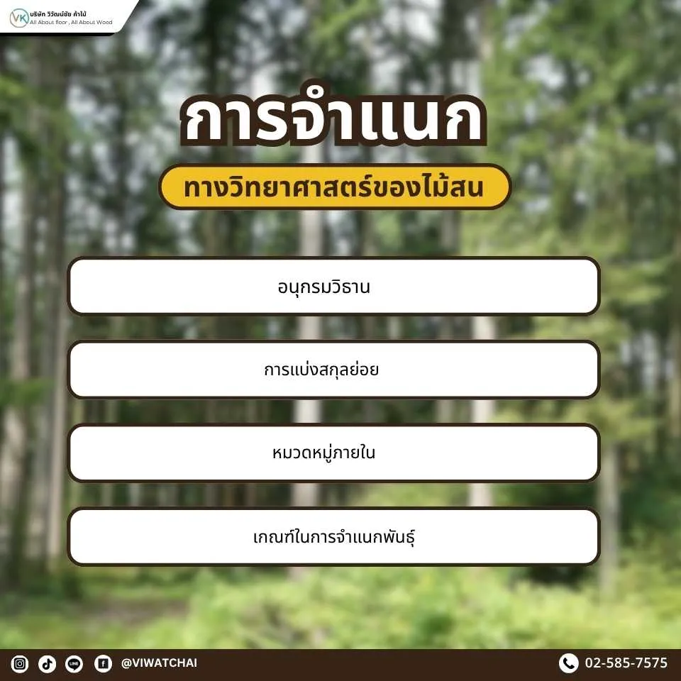ภาพแสดงการจำแนกทางวิทยาศาสตร์ของไม้สน ตั้งแต่ระดับอาณาจักรจนถึงสกุล Pinus ซึ่งเป็นแหล่งกำเนิดไม้สนที่ใช้ในงานก่อสร้างและเฟอร์นิเจอร์