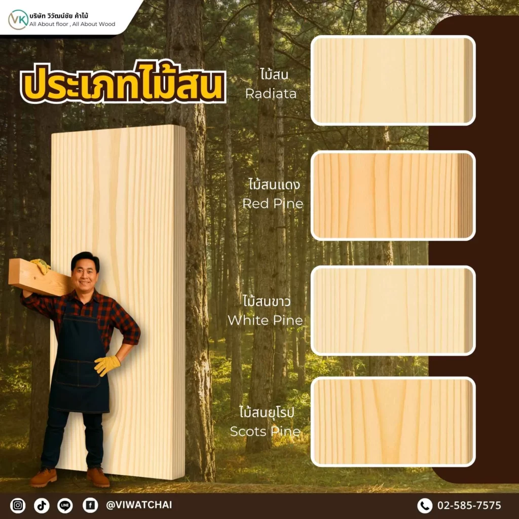 ประเภทไม้สน ที่นิยมใช้ในงานไม้และตกแต่งบ้าน