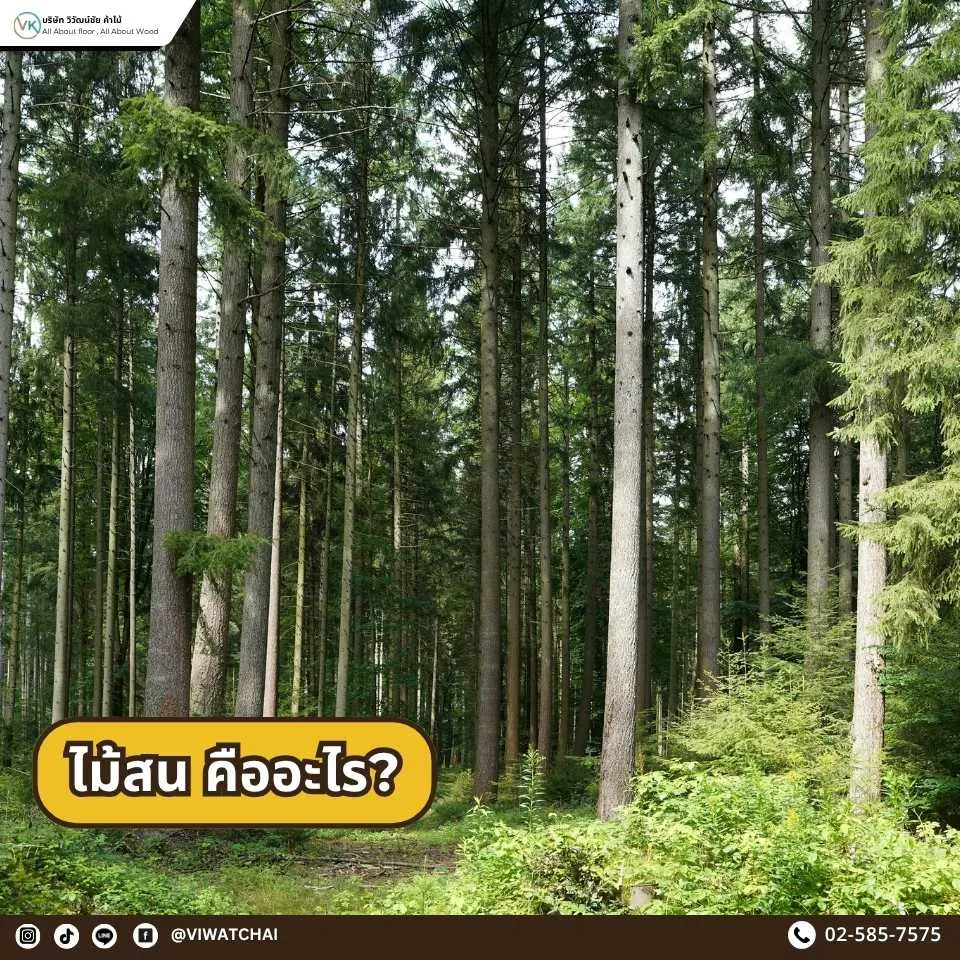 ภาพป่าสนธรรมชาติ แสดงลักษณะต้นกำเนิดของไม้สน ซึ่งเป็นไม้เนื้ออ่อน น้ำหนักเบา ลำต้นตรง และนิยมใช้ในงานก่อสร้างและเฟอร์นิเจอร์