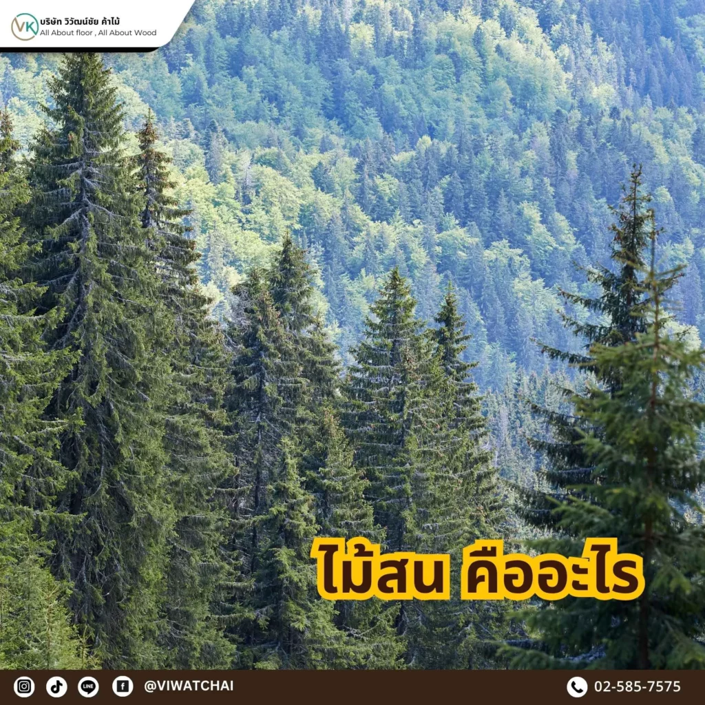 ไม้สน คืออะไร ลักษณะและคุณสมบัติของไม้เนื้ออ่อนยอดนิยม