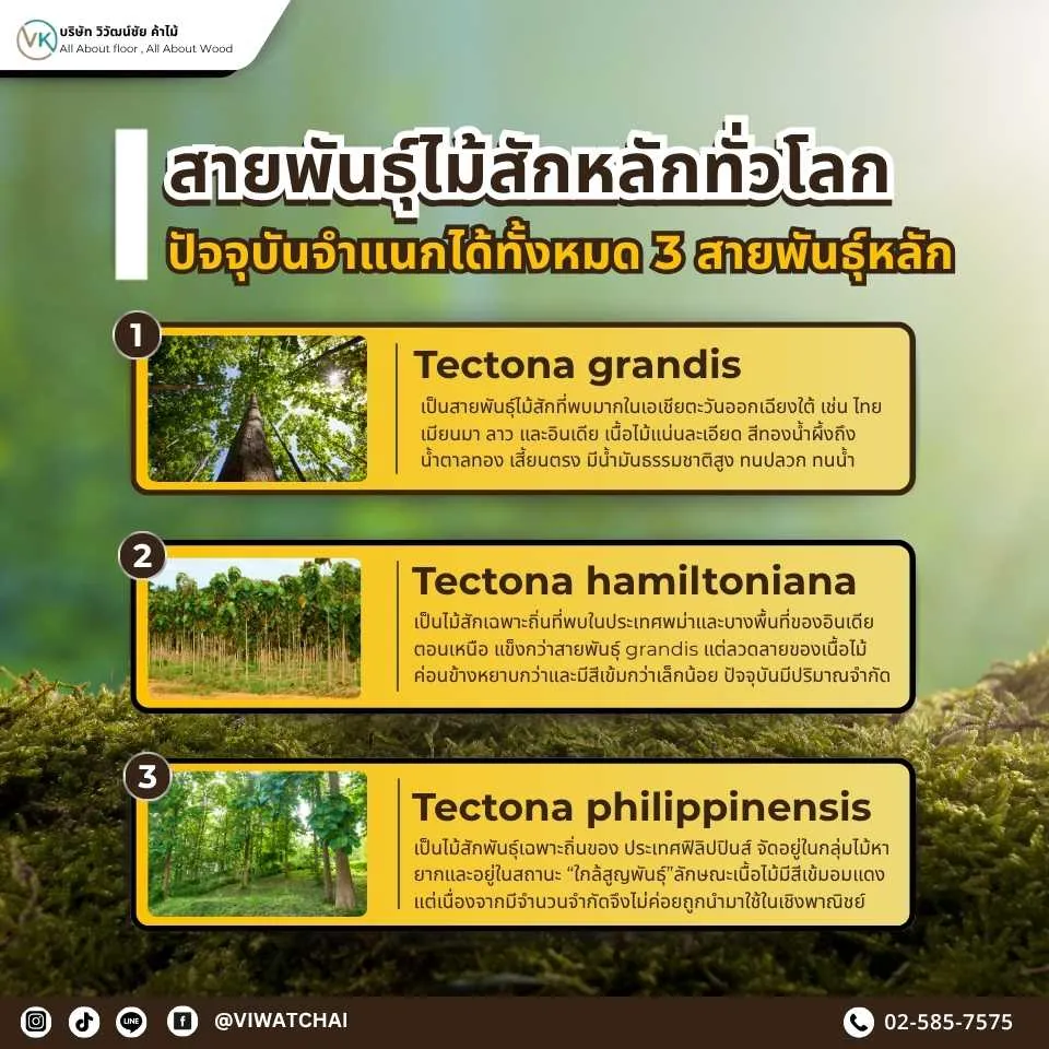 สายพันธุ์ไม้สักหลักทั่วโลก เช่น ไม้สักทอง ไม้สักพม่า และไม้สักแอฟริกา