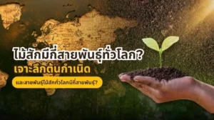 ไม้สักมีกี่สายพันธุ์ทั่วโลก ไม้สักทอง ไม้สักพม่า และไม้สักแอฟริกา