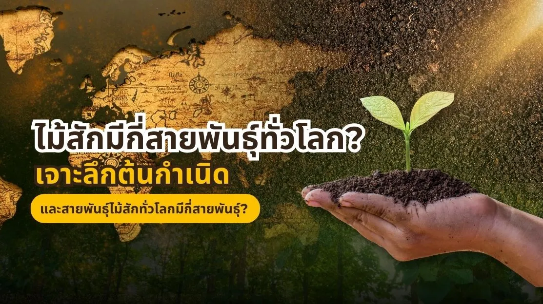 ไม้สักมีกี่สายพันธุ์ทั่วโลก ไม้สักทอง ไม้สักพม่า และไม้สักแอฟริกา