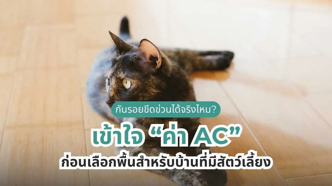 เข้าใจค่า AC ของพื้นไม้และพื้นลามิเนต เลือกพื้นสำหรับสัตว์เลี้ยงกันรอยได้จริงหรือไม่