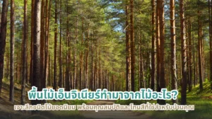 พื้นไม้เอ็นจิเนียร์ทำมาจากไม้อะไร ชนิดไม้ยอดนิยมและโทนสีที่เหมาะกับบ้านของคุณ