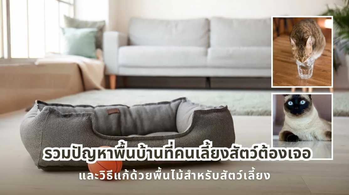 รวมปัญหาพื้นบ้านที่คนเลี้ยงสัตว์ต้องเจอ และวิธีแก้ด้วยพื้นไม้สำหรับสัตว์เลี้ยง Pet-Friendly Flooring