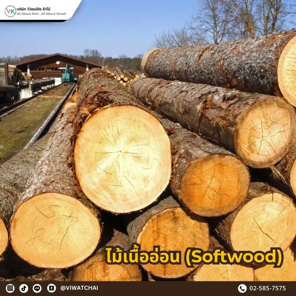 ไม้เนื้ออ่อน (Softwood) รวมไม้เนื้ออ่อนยอดนิยมจากบางโพ