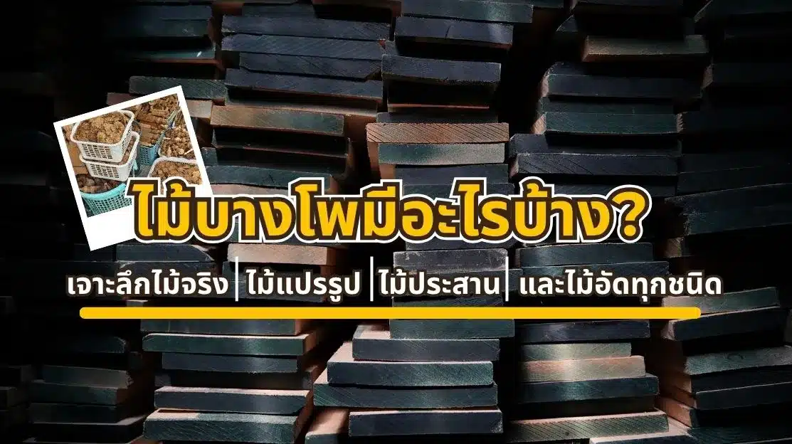 ไม้บางโพมีอะไรบ้าง เจาะลึกไม้จริง ไม้แปรรูป ไม้ประสาน และไม้อัดทุกชนิด