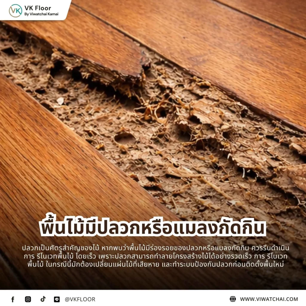 พื้นไม้มีปลวกหรือแมลงกัดกิน ทำให้พื้นไม้เสียหายและเสื่อมสภาพ